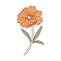 Coreopsis