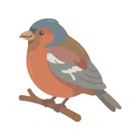 Cornish
