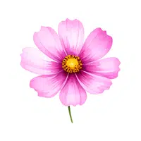 Cosmos