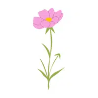Cosmos