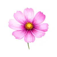 Cosmos
