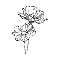Cosmos
