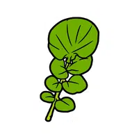 Cress