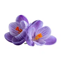 Crocus
