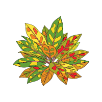 Croton