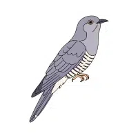 Cuckoo