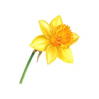 Daffodil