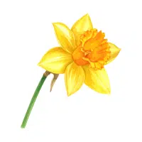 Daffodil