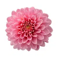 Dahlia