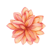 Dahlia