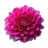 Dahlia
