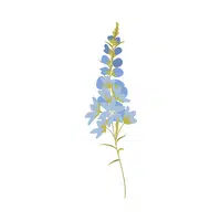 Delphinium