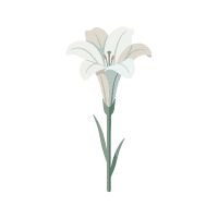 Desert Lily