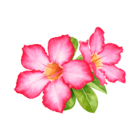 Desert Rose