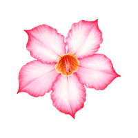 Desert Rose