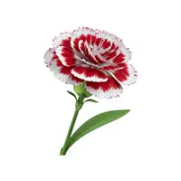 Dianthus