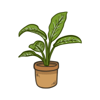 Dieffenbachia