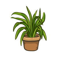 Dracaena