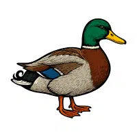 Duck