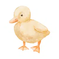 Duckling