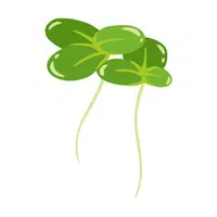 Duckweed