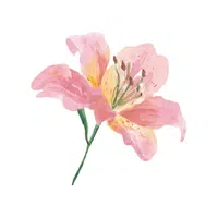 Dwarf Lily
