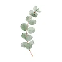 Eucalyptus