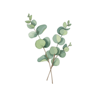 Eucalyptus