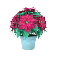 Euphorbia