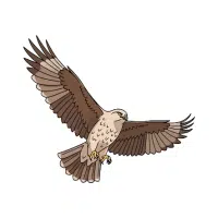 Falcon
