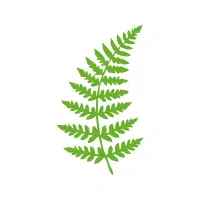 Fern