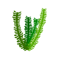 Fishhook | Desert Plants Names