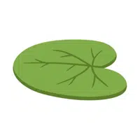 Floating Lily