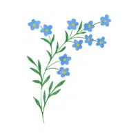 Forget-me-not
