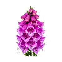Foxglove