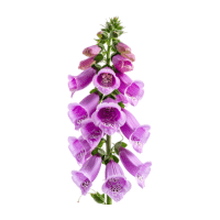 Foxglove
