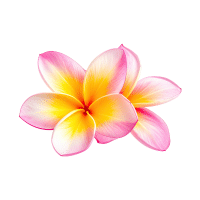 Frangipani | Tropical Plants Names