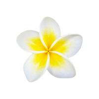Frangipani