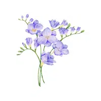 Freesia