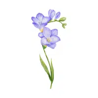 Freesia