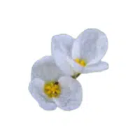 Frogbit