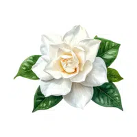 Gardenia