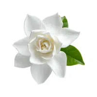 Gardenia