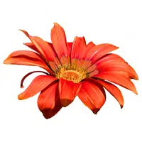 Gazania | Spring Flowers Names