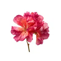 Geranium
