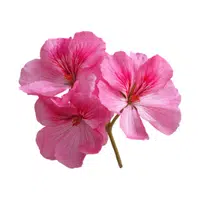 Geranium | Spring Flowers Names