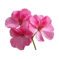 Geranium