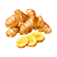 Ginger | Tropical Plants Names