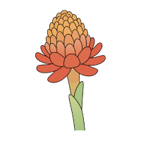 Ginger Lily | Tropical Flowers Names