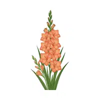 Gladiolus